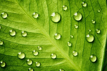 Wall murals Lime green Green leaf with drops of water