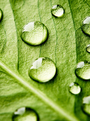 Fototapety  Zielony liść z kroplami wody