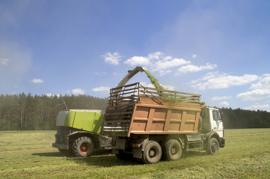 Loading Forage kombain chopped herbs in a car