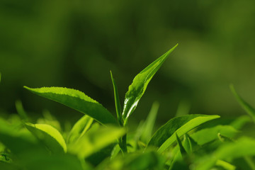 Tea leaves