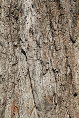 Bark tree