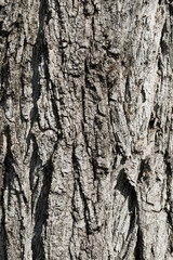 Texture of bark tree