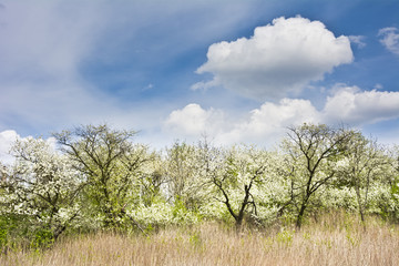 Stary wkitnący sad na tle błękitnego nieba z białymi chmurami © IreneuszB