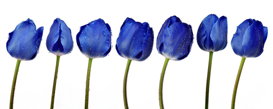 Fototapeta Dewy blue tulips isolated on white background
