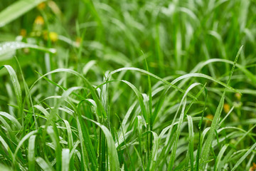 Grass with drops of water