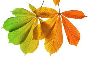 Autumn leaves of chestnut tree (Aesculus hippocastanum)