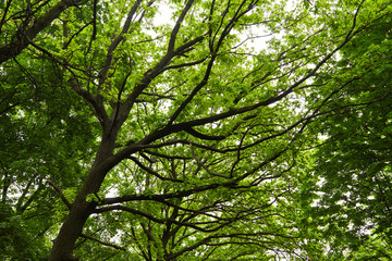 Fototapeta premium Oak tree