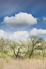 Stary wkitnący sad na tle błękitnego nieba z białymi chmurami © IreneuszB