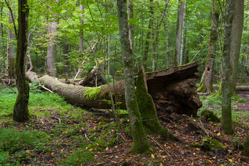 Autumnal deciduous stand with dead tree