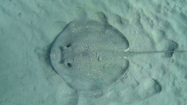 Round ribbontail ray  (Taeniura meyeni) over a sandy bottom 