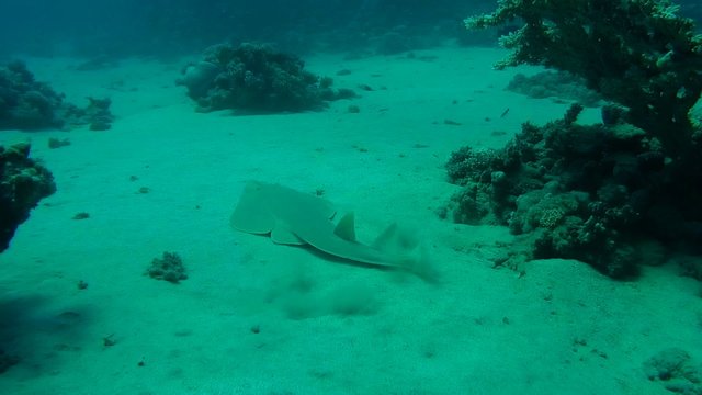 &nbsp;thornback guitarfish&nbsp;(Platyrhinoidis triseriata) Red sea, 