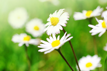 Fototapeta premium Daisy flowers