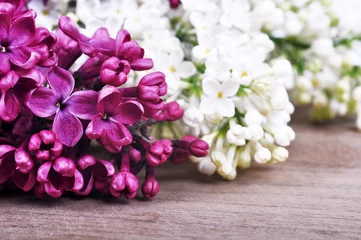 Papier Peint photo autocollant Lilas Fleurs de lilas violet et blanc
