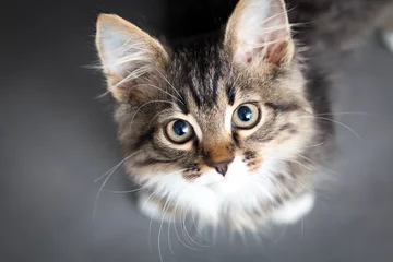Foto op Plexiglas Kat klein pluizig katje op een grijze achtergrond