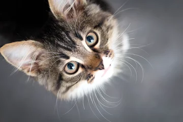 Vlies Fototapete Katze kleines flauschiges Kätzchen auf grauem Hintergrund