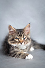 portrait of lying cat