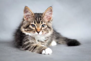 Tissu par mètre Chat portrait de chat couché