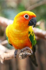 Parrot