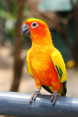 Parrot