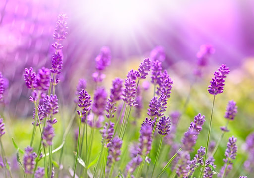 Fototapeta Beautiful lavender bathed in sunlight - sun rays