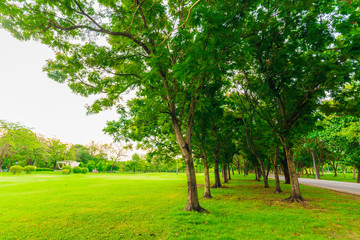Fototapeta na wymiar Green lawn with tree in city park, Beautiful park