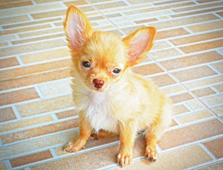 Chihuahua dog