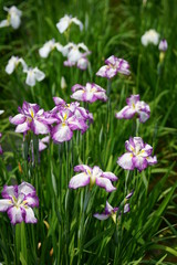 Obraz premium 菖蒲