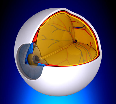 Eye Cross Section Real Human Anatomy - on blue background