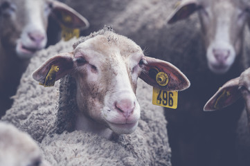 Brebis élevage Aveyron