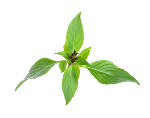 basil leaves isolated on the white background