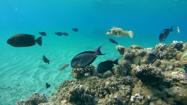 Sabre-toothed blenny cleaning stellate puffer  