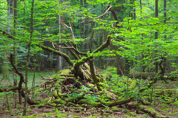 Deciduous stand of Bialowieza Forest in summer
