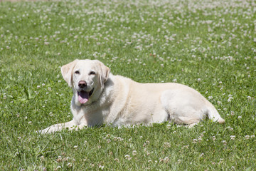 yellow labrador