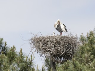 cigogne au nid avec ses petits