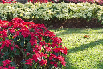 red and white poinsettia tree in garden