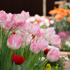 colorful tulips flower blooming in floral garden