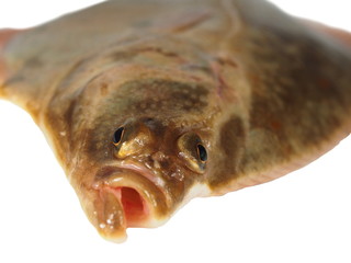 big fish flounder