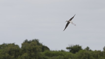 cigogne en vol de . . .coté