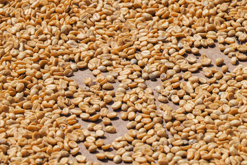 Young coffee beans start being dried by sun on a wooden floor