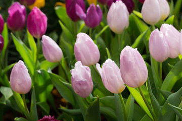 colorful tulips flower blooming in floral garden