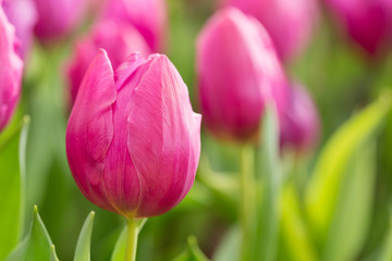colorful tulips flower blooming in floral garden