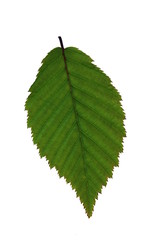 green leaf