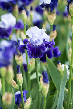 Irises blossoming in a garden, Giardino dell' Iris in Florence, Italy. 

