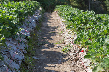 strawberry fruit in field plantation of agriculture