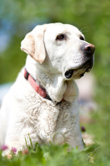 Labrador im Garten