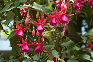 Fuchsia in garden