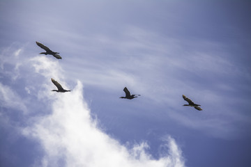 Flugshow von Vögeln