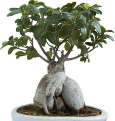 Bonsai Drzewko