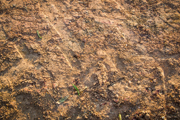 laterite soil