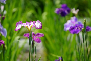 Fototapeta premium 菖蒲